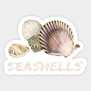 3 Seashells Sticker